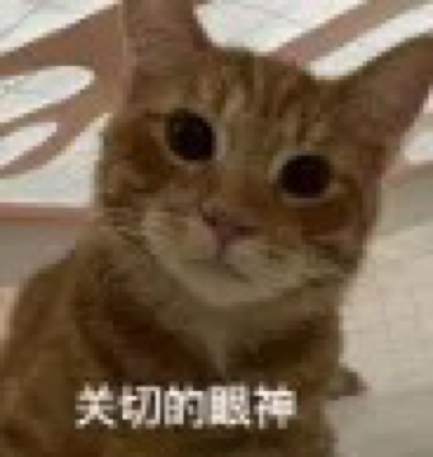 好纠结……想做近视手术，选激光，还是ICL？配图